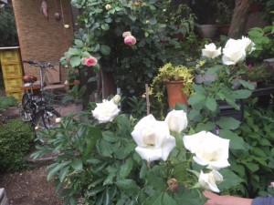 白い薔薇も咲きました（チャイコフスキー）5月6日